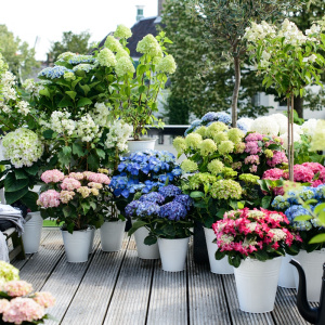 绣球花苗四季花园