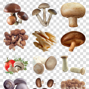 蘑菇图片素材空心蘑菇野蘑菇 png格式 野生蘑菇 白蘑菇 杨树蘑菇