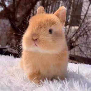 【黄兔子活物】黄兔子活物品牌,价格 - 阿里巴巴