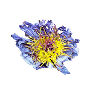 蓝莲花干花现货埃及蓝莲花蓝鸟蓝莲花干花九品埃及睡莲花茶