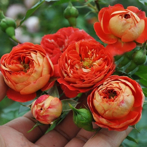 金鸿卡门由美子月季小花藤月庭院露台花量大多季开花爬藤月季花苗