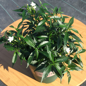 狗牙花盆栽带花苞四季常绿花卉开花香花苗丁香白庭院阳台单瓣清香