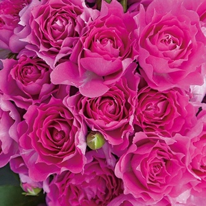 【灌木月季】天方夜谭多季勤花植物阳台浓香玫瑰花卉丰花植物大苗