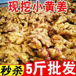 云南新小黄姜5斤生姜现挖新鲜嫩姜蔬菜老姜月子姜9斤包邮仔姜