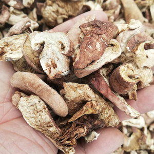 杨树蘑菇朝阳辽西特产野生杨蘑炒肉炖鸡自然晒干香菇干货500g包邮