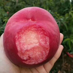 水蜜桃北京平谷特产经典大9号鲜桃多汁脆甜当季新鲜礼盒顺丰京东