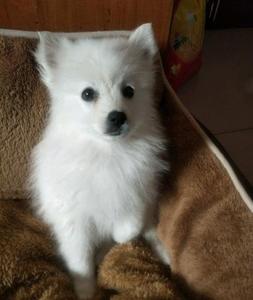 纯种日本尖嘴银狐犬