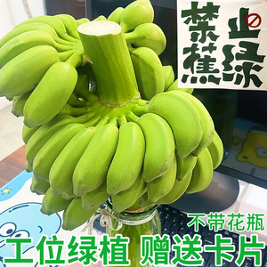 整串水培香蕉花禁止蕉绿新鲜真芭蕉香蕉焦虑插花拒绝蕉绿观赏绿植