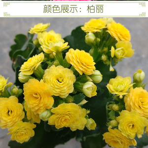 满30元包邮 柏丽稀有长寿花小苗重瓣带花苞盆栽植物四季开花卉