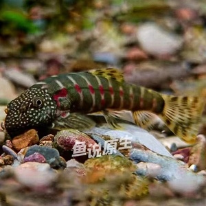 红钻吸鳅樱口鳅红尾鳅原生鱼冷水观赏鱼溪流除藻工具吃残渣底栖