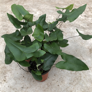 心叶蕨盆栽 心愿蕨室内桌面绿植 防辐射常绿净化空气耐热耐湿好养