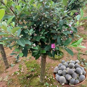 80叶子19978049869淘宝捻子树苗果树山捻子苗乌稔桃金娘苗山花烂漫