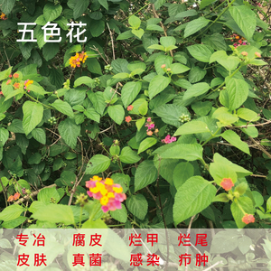 五色花养龟预防乌龟生病的药鳄龟腐甲腐皮药乌龟药万能杀菌专用药