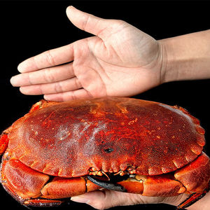 超大1只面包蟹满黄600g-800g黄金蟹熟冻即食螃蟹珍宝蟹海蟹