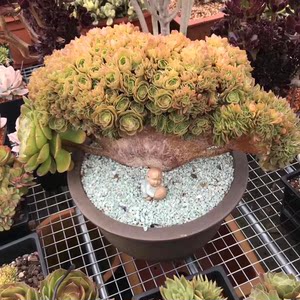 精品多肉植物万圣节缀化法师缀化沙拉碗老桩扇形一物一拍绿植花卉