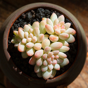 冰淇淋多肉植物进口室内桌面精品盆栽花卉绿植肉肉花陌派云南多肉