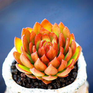 室内多肉植物盆栽