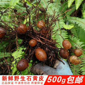 纯野生石黄皮凤凰蛋蛇蛋马骝卵肾蕨化狗儿蜈蚣草新鲜500克包邮