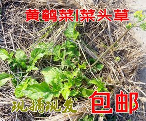 潮汕青草药  现采新鲜黄花枝香草 土飞龙 黄鹌菜 菜头草 包邮