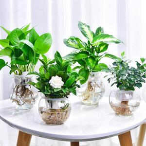 水培植物水养花组合