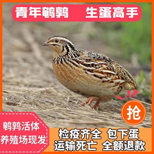 种竹鸡