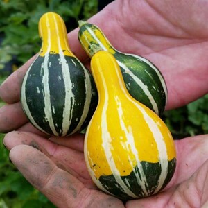 迷你小南瓜种籽观赏小淘气鸳鸯梨蔬菜种子阳台四季观光园爬藤蔬菜