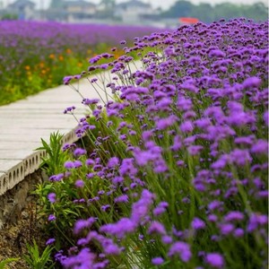 【柳叶马鞭草种子】马鞭草种籽紫色花海婚纱摄影长花期景观花种子