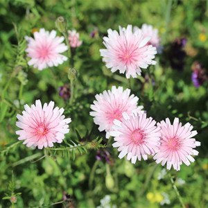 大花粉色千本蒲公英种子四季婆婆丁花种籽种孑易种盆栽野菜蔬菜籽