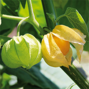 农家黄菇娘果种子红姑娘灯笼果大菇凉果黄皮果东北特产水果种籽孑