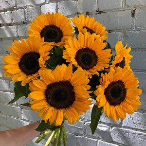 【小黑熊向日葵种子】切花文森特观赏食用葵花种籽花束耐热易种花