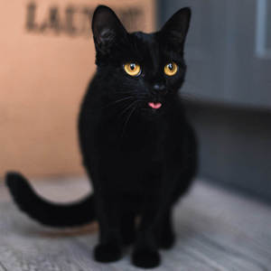 猫咪宠物活物田园