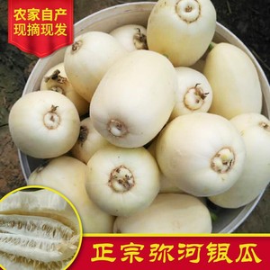 青州弥河银瓜甜瓜山东特产银瓜新鲜水果火银瓜现摘发5斤