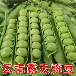 云南农家种植新鲜豌豆带壳豌豆水果豌豆青豌豆甜豆现摘现发5斤装
