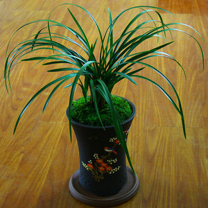 细叶兰花苗 千里香 蕙兰 小盆栽植物 室内 桌面好养 叶艺精品室外