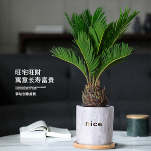 室内小铁树