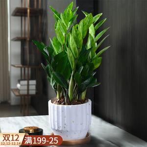 金钱树盆栽植物室内纳财
