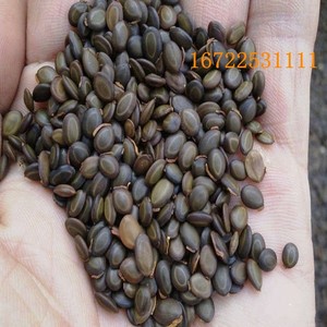 大叶相思种子台湾相思树种子马占相思种子 园林绿化苗木造林种子