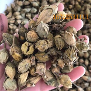 速生木槿种子红花木槿种子 重瓣 朱槿 木棉喇叭花荆条树种子花籽