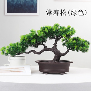 小松树盆栽植物