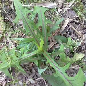 苦荬菜种子 苦卖菜 苦买菜山苦荬山野菜苦苦菜种子种籽