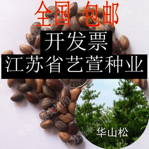 华山松种子日本三河黑松种子 盆景松树油松种子白皮松林木种籽