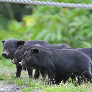 黑土母猪