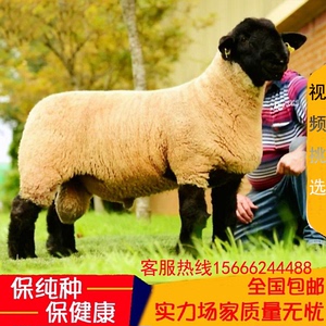 萨福克绵羊活体萨福克纯种羊母羊活羊活体萨福克种公羊养殖技术