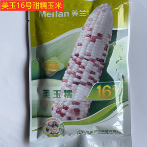 美兰美玉16号加甜糯玉米种子花糯玉米产量高品质好软糯蔬菜基地