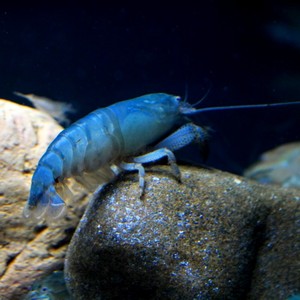 斌记水族非洲巨网虾活体除藻宠物观赏虾