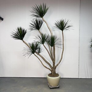 造型黑珍珠龙血树网红植物大型绿植盆栽室内好养植物艺术盆栽盆景