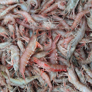 鹰爪虾野生活虾鲜立虾野生虾大厉虾鲜励虾新鲜大虾海鲜鲜5斤