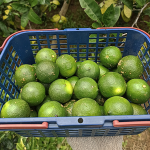 潮汕特产新鲜土柠檬南檬可腌制咸柠檬现摘咸柠七净重5斤现摘现发