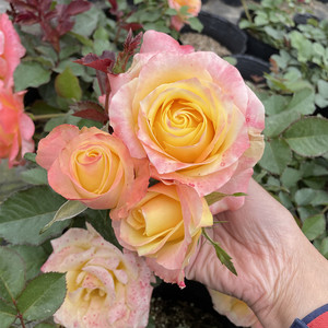 半岛花园 金辉玫瑰花苗复色大花切花月季苗阳台庭院花卉