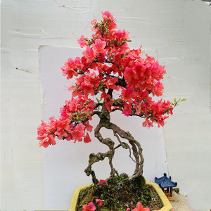 半岛花园 提根映山红盆景 原生老桩杜鹃花植物花卉庭院盆栽美观